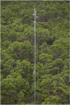 photograph of pine upland tower.