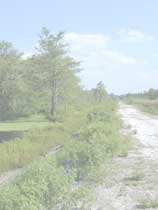 Photo of a trail through the woods