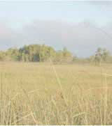 Photo of sawgrass with tree islands in the distance