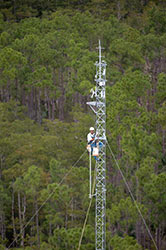 photo of Mike Gonzalez  working on the Pine Upland flux station