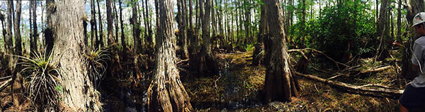panoramic photo taken inside a cypress dome adjacent to the Pine Upland flux station
