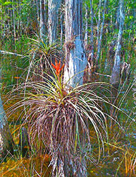 photo of a bromeliad inside a cypress dome at the Pine Upland flux station