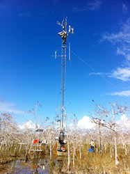 photo of climber installing a methane analyzer at the Dwarf Cypress flux station
